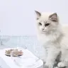 PETPeugeot-Filles d'alimentation réglable pour animaux… – vue 6