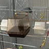 Grande boîte de bain pour oiseaux de compagnie – vue 6