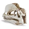 Décoration d'aquarium de dinosaure en résine – vue 3