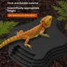 Le bassin de bain tortue grenouille avec rampe… – vue 4