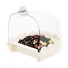 Calopsitte bain d'oiseaux – vue 4