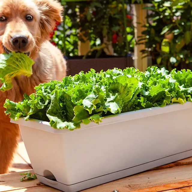 Pot de fleur domestique pour cultiver des légumes et des… – vue 2