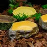 Bassin d'alimentation sur chenilles série Aquarium – vue 4