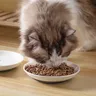 Filles en céramique pour animaux de compagnie T1 – vue 4
