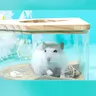 Baignoire transparente en forme d'étoile et de lune pour… – vue 4