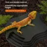 Bassin de bain tortue grenouille avec rampe antidérapante – vue 3