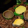 Bassin d'alimentation sur chenilles série Aquarium – vue 3