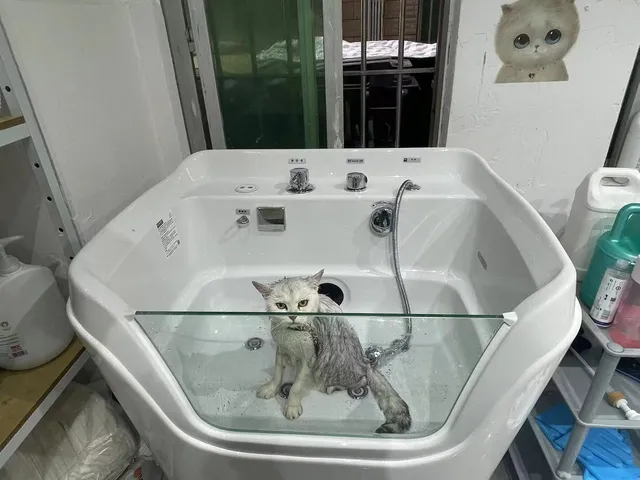 Meilleure qualité acrylique toilettage pour animaux de… – vue 6