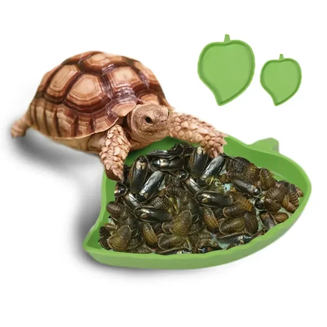 Tortue lézard Reptile bol bassin eau tortue eau Fountai… – vue 3