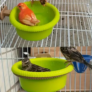 Petite baignoire Cage à oiseaux avec anneau de montage