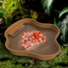 Bassin solide pour tortue – vue 5