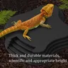 Plat d'eau pour reptiles – vue 2