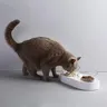 PETPeugeot-Filles d'alimentation réglable pour animaux… – vue 5